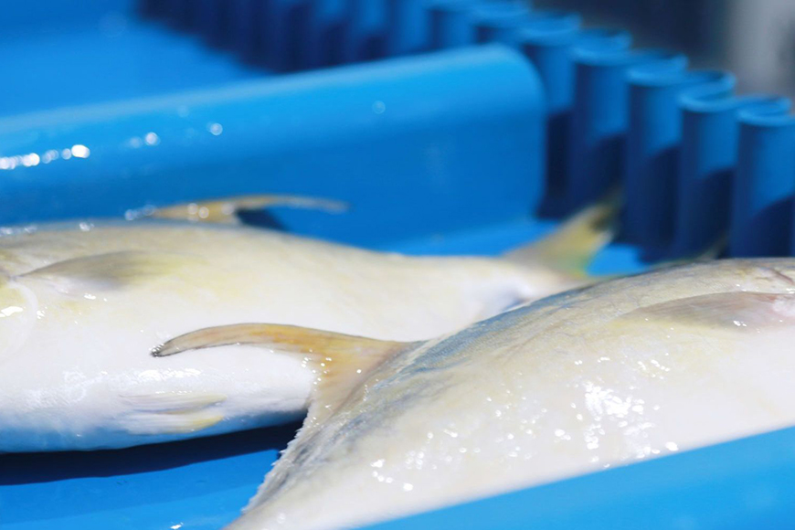 2025年越南国际渔业展——越南胡志明市