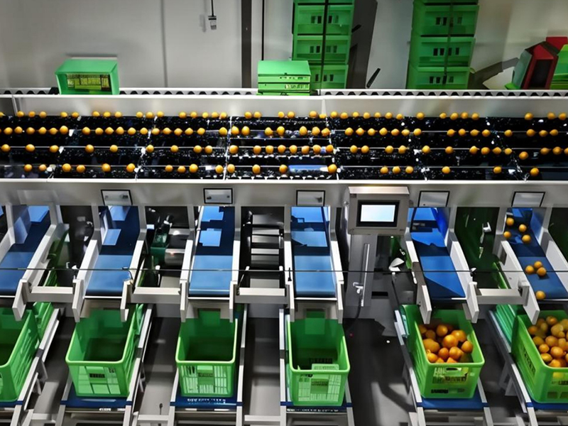 【皮带电动滚筒】果蔬分拣应用